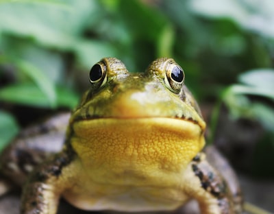 Frog — лягушка
