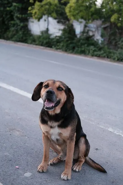 I have a dog — У меня есть собака
