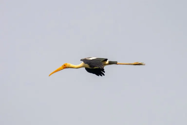 Crane in the sky — Журавль в небесах
