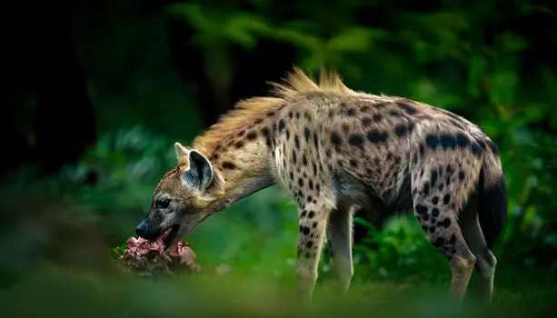 Apex predator — Вершинный хищник