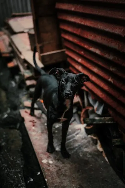 stray — бездомный