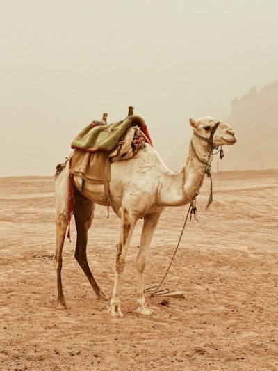 Ride a camel — кататься на верблюде