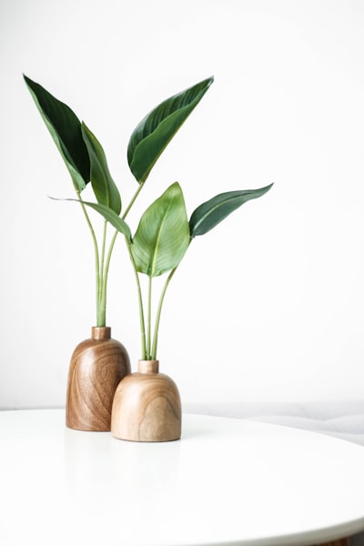 Planta — растение