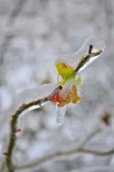 frosted — замерзший