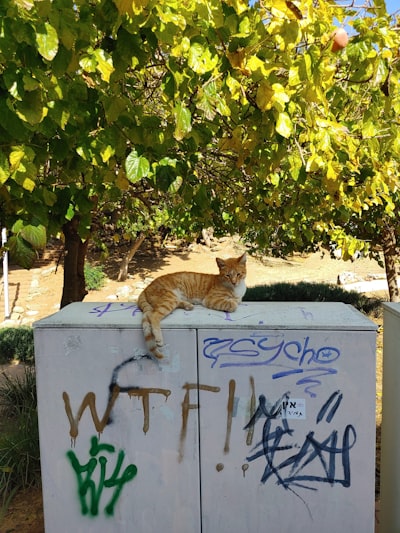 Went feral — одичал