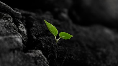 sprout — прорастать