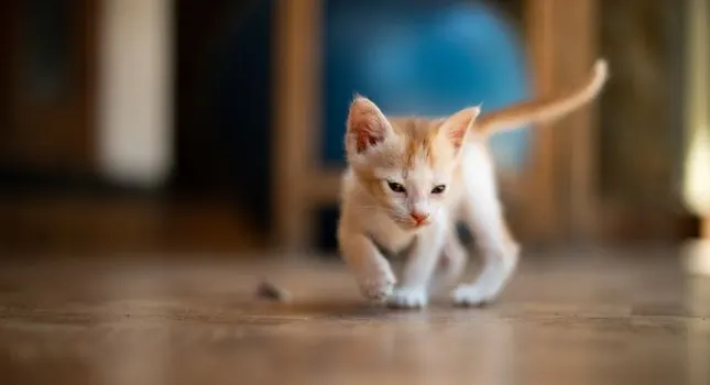 mače — котёнок