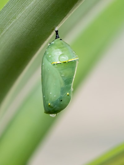 cocoon — кокон