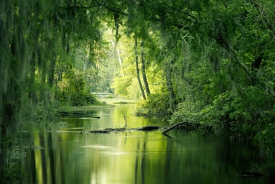 Swamp — болото