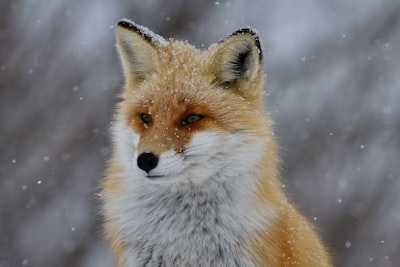 Fuchs — лиса