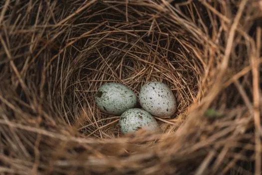 Cuckoo — Кукушка