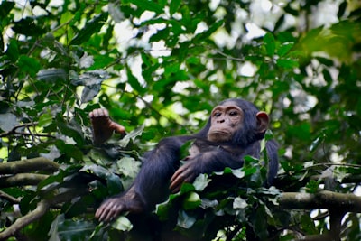 Chimps — шимпанзе