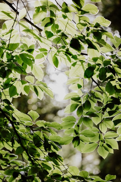 dappled — испещрённый пятнами