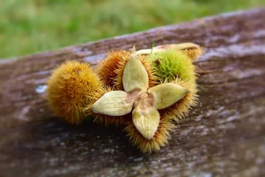 chestnut tree — каштановое дерево