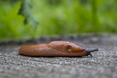 slug — слизень