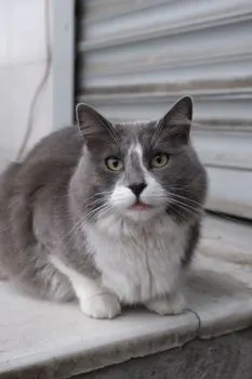 gato — Кот