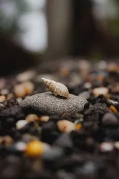 Pebble — Галька