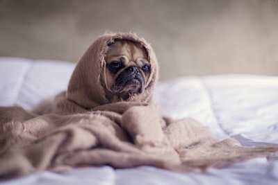 snug — уютный
