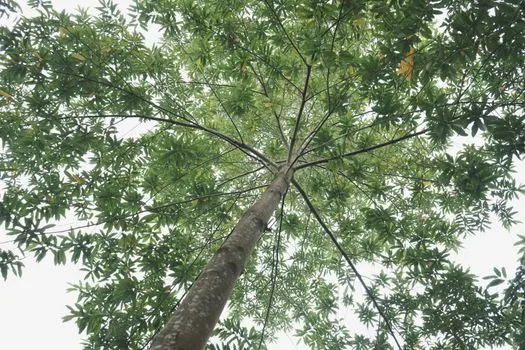 trees — Деревья