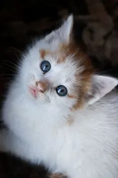 chaton — котенок