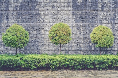 shrub — кустарник