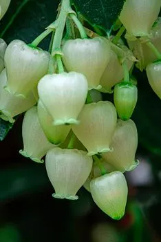 Bellflower — Колокольчик