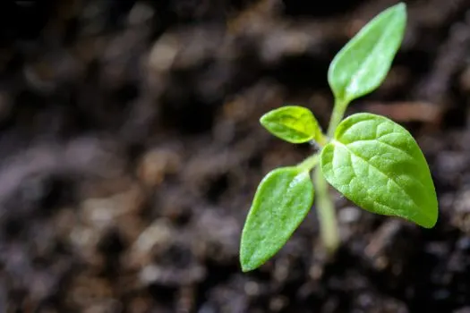 fertilizer — удобрение