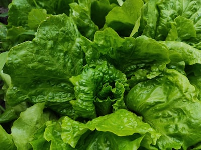Lettuce romaine — салат романо