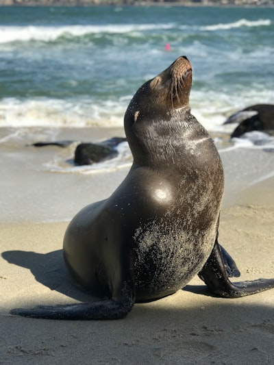 seal — тюлень