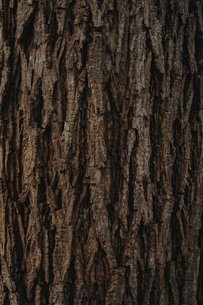 Bark — кора