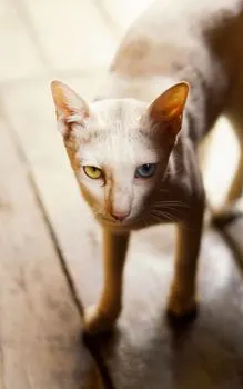 quirkiness — Причудливость