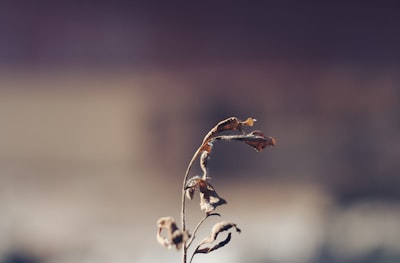 Withered — засохший