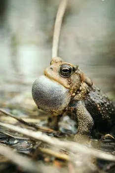 Croak — квакать