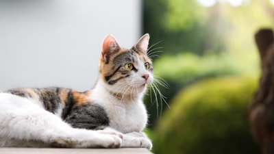Whisker — ус