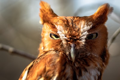 Screech — визжать