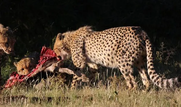 Hunting — Охота