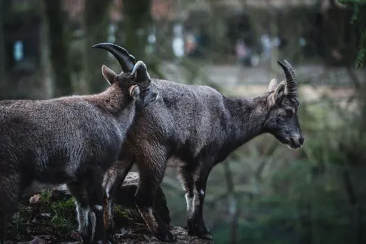 Capricorn — Козерог