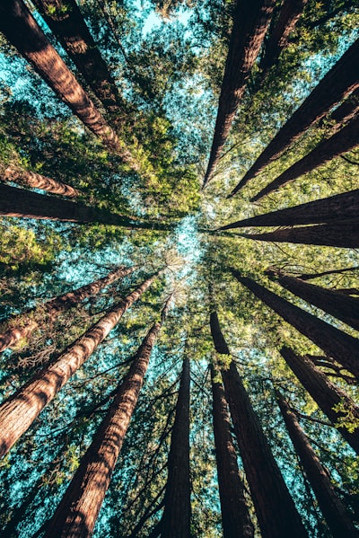 environmental — экологический