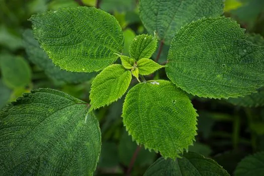 zelena boja — зелёный цвет
