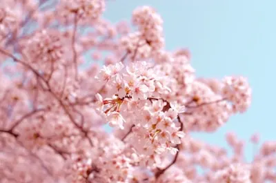 Blossom — цветок