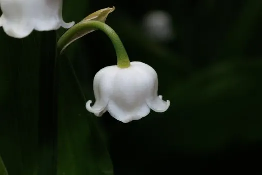 Lily of the valley — Ландыш