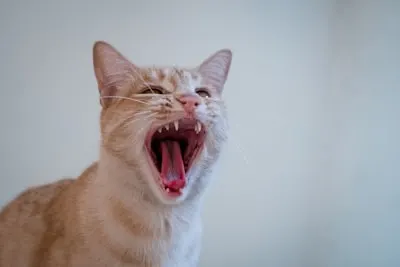 Roared — взревел