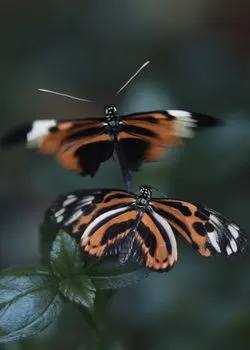 Moths — Мотыльки