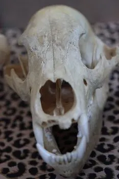 jaw — челюсть