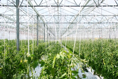 Greenhouse — теплица