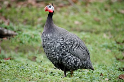 Guinea fowl — цесарка