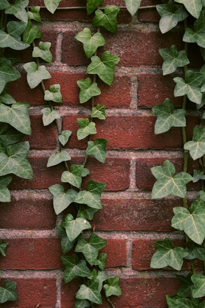 Ivy plant — плющ