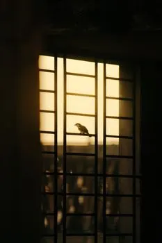 Perch — насест