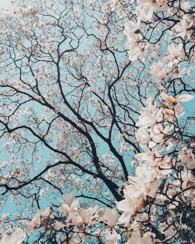 bloom — цвести