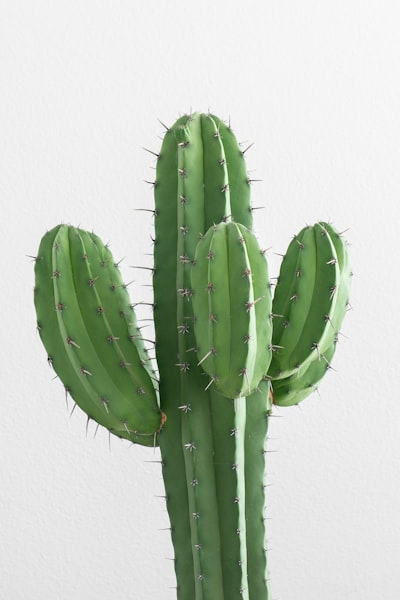 Cactus — кактус